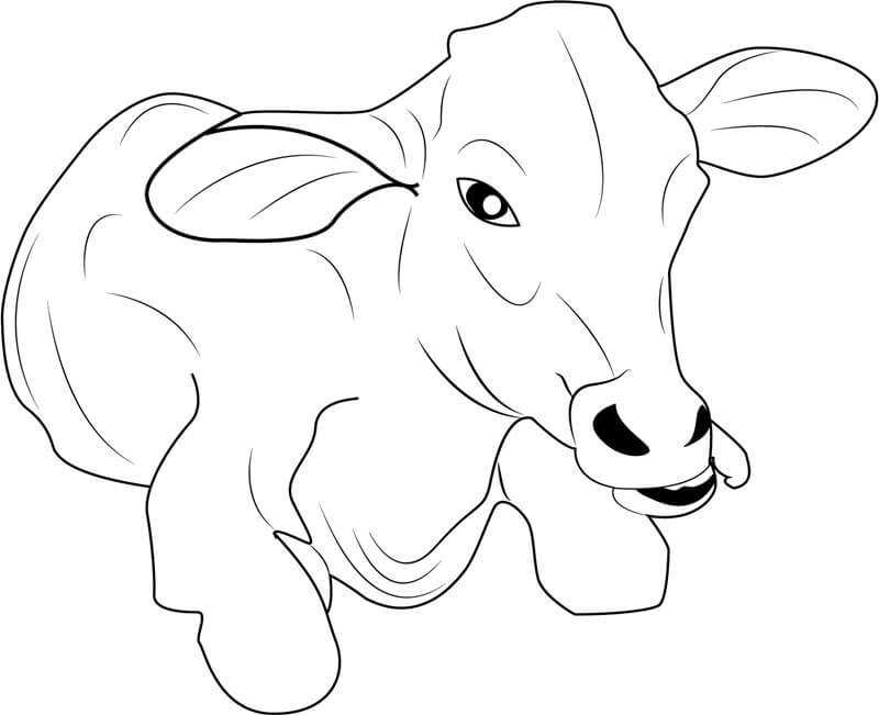 Desenhos de Cara de Vaca do Bebê para colorir