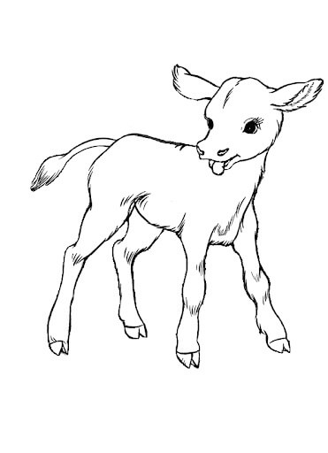 Desenhos de Ótima vaca de Bebê para colorir