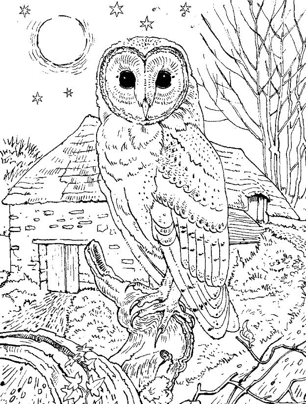Barn Owl para colorir