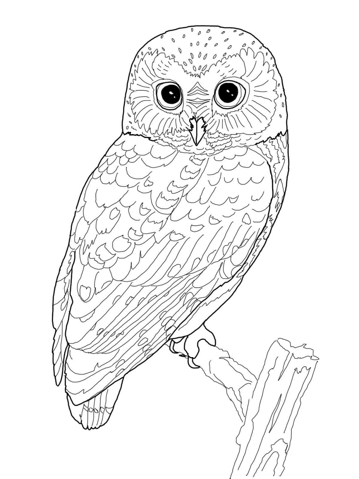 Basic Owl in Branch para colorir