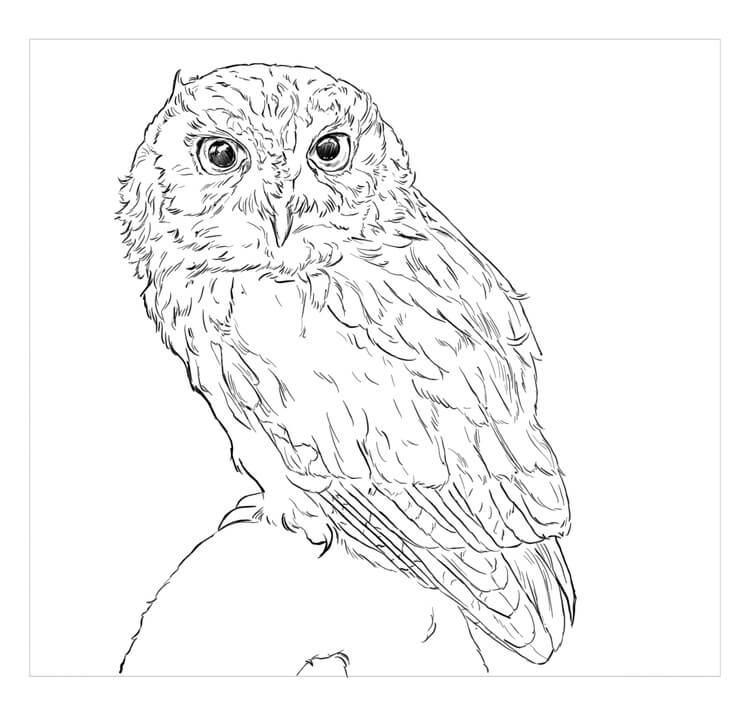 Eastern Sceech Owl para colorir