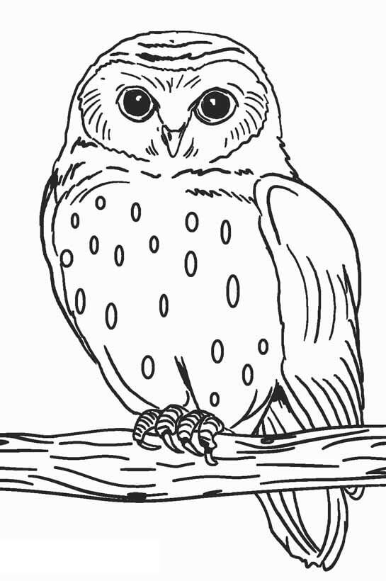 Good Owl para colorir