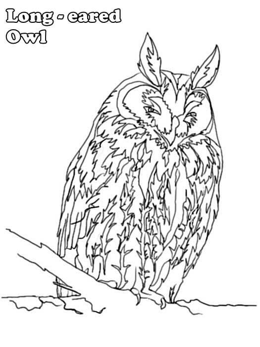 Long-eared Owl para colorir