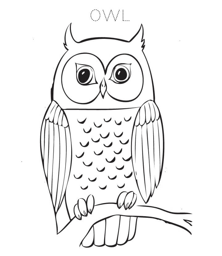 Nice Owl para colorir
