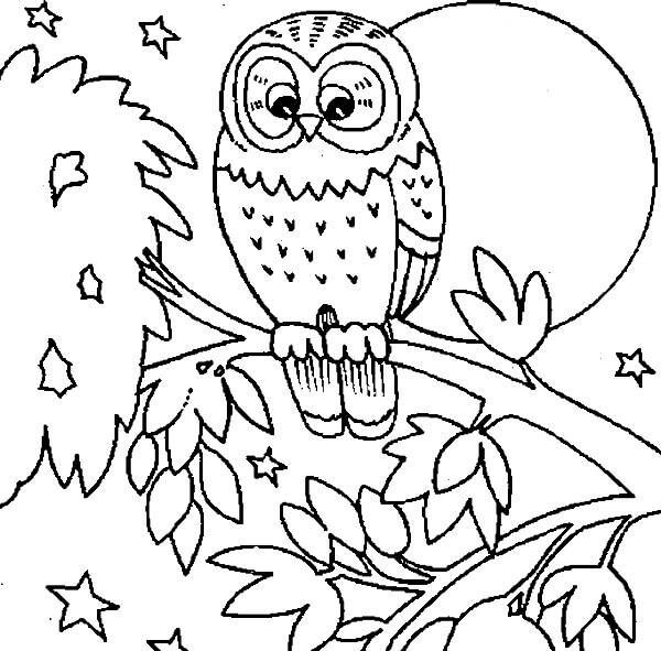 Perfect Owl para colorir