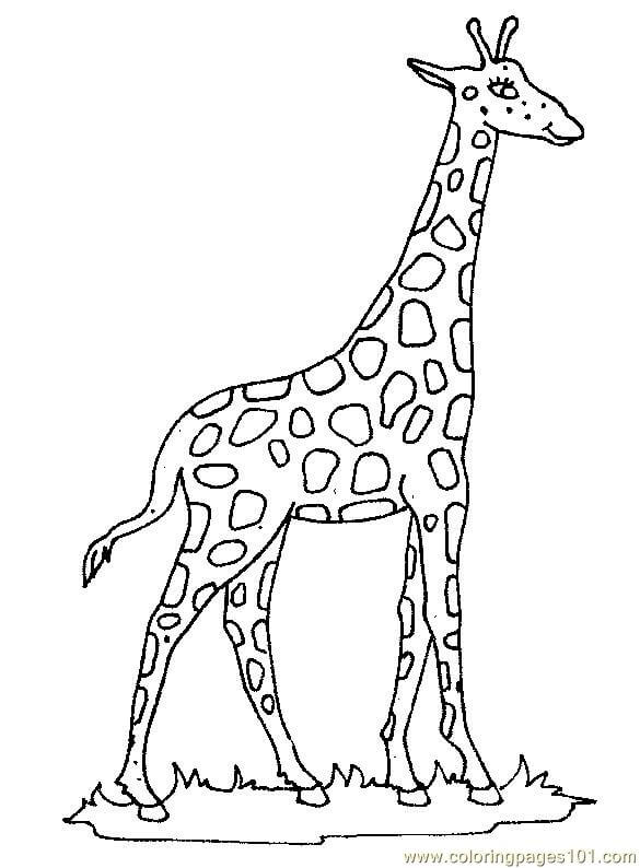 Boa Girafa para colorir