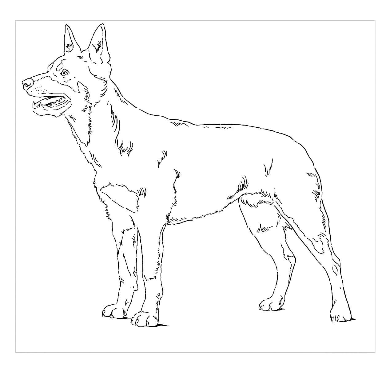 Desenhos de Cachorro Kelpie para colorir