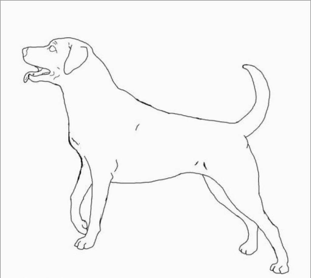 Cachorro Labrador Retriever para colorir