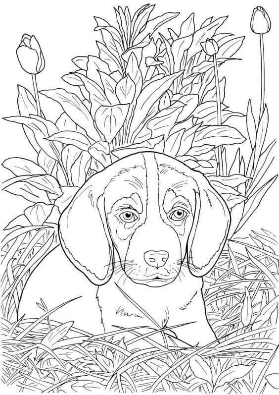 Cão com Grama e Flor para colorir