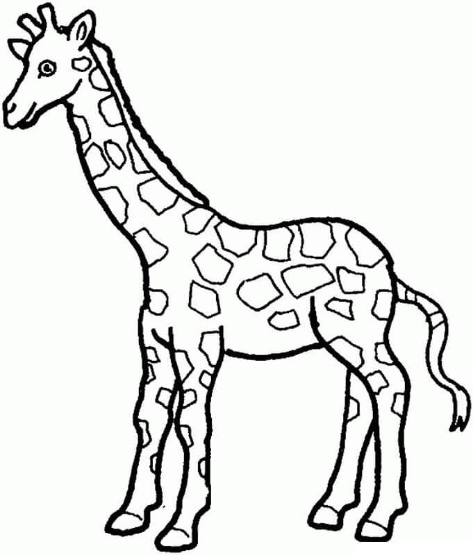 Desenhar Girafa para colorir
