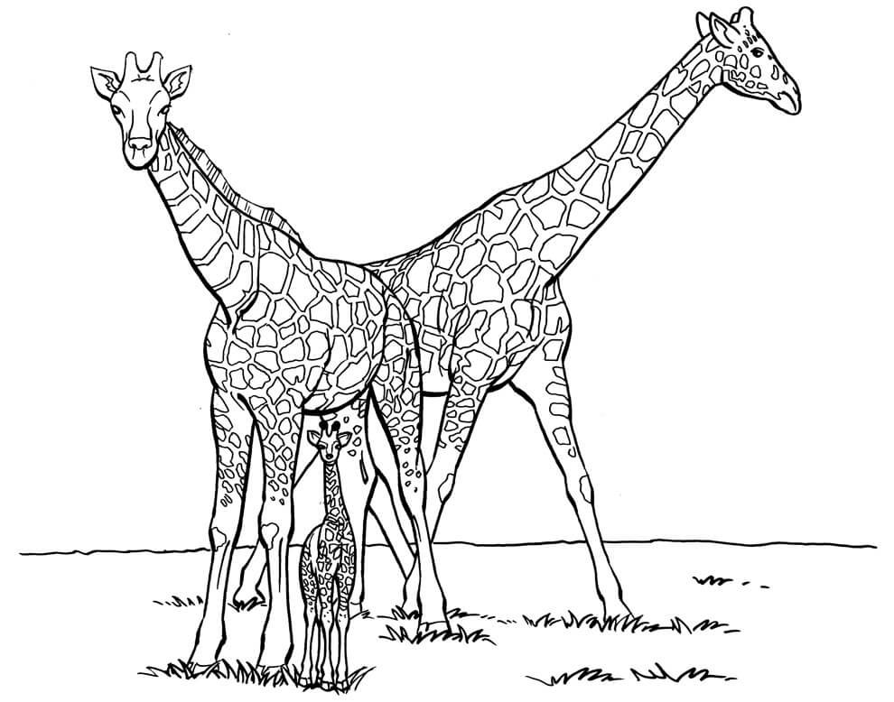 Família Girafa para colorir