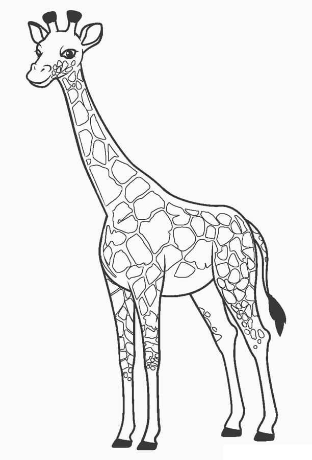 Girafa Básica para colorir