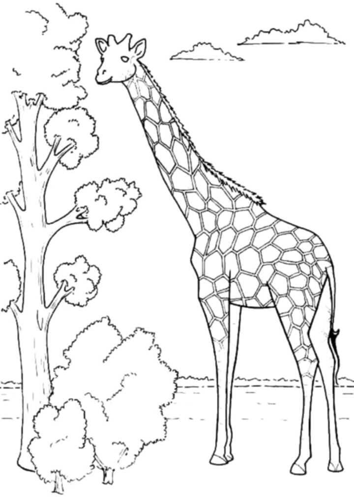 Desenhos de Girafa com Árvore para colorir
