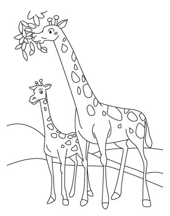 Mãe Girafa Comendo com bebê Girafa para colorir