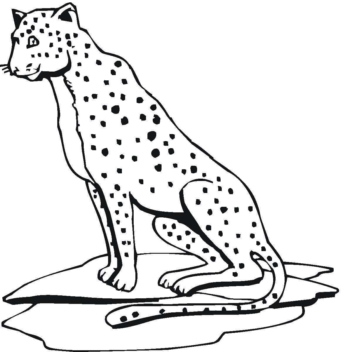 Sorrindo Cheetah Sentado para colorir