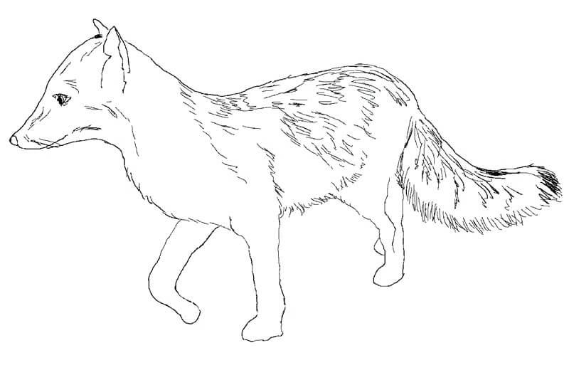 Desenhos de Raposa Cinzenta para colorir