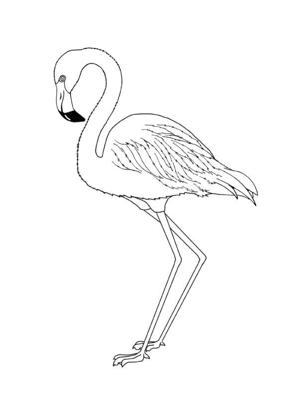 Normal Flamingo para colorir