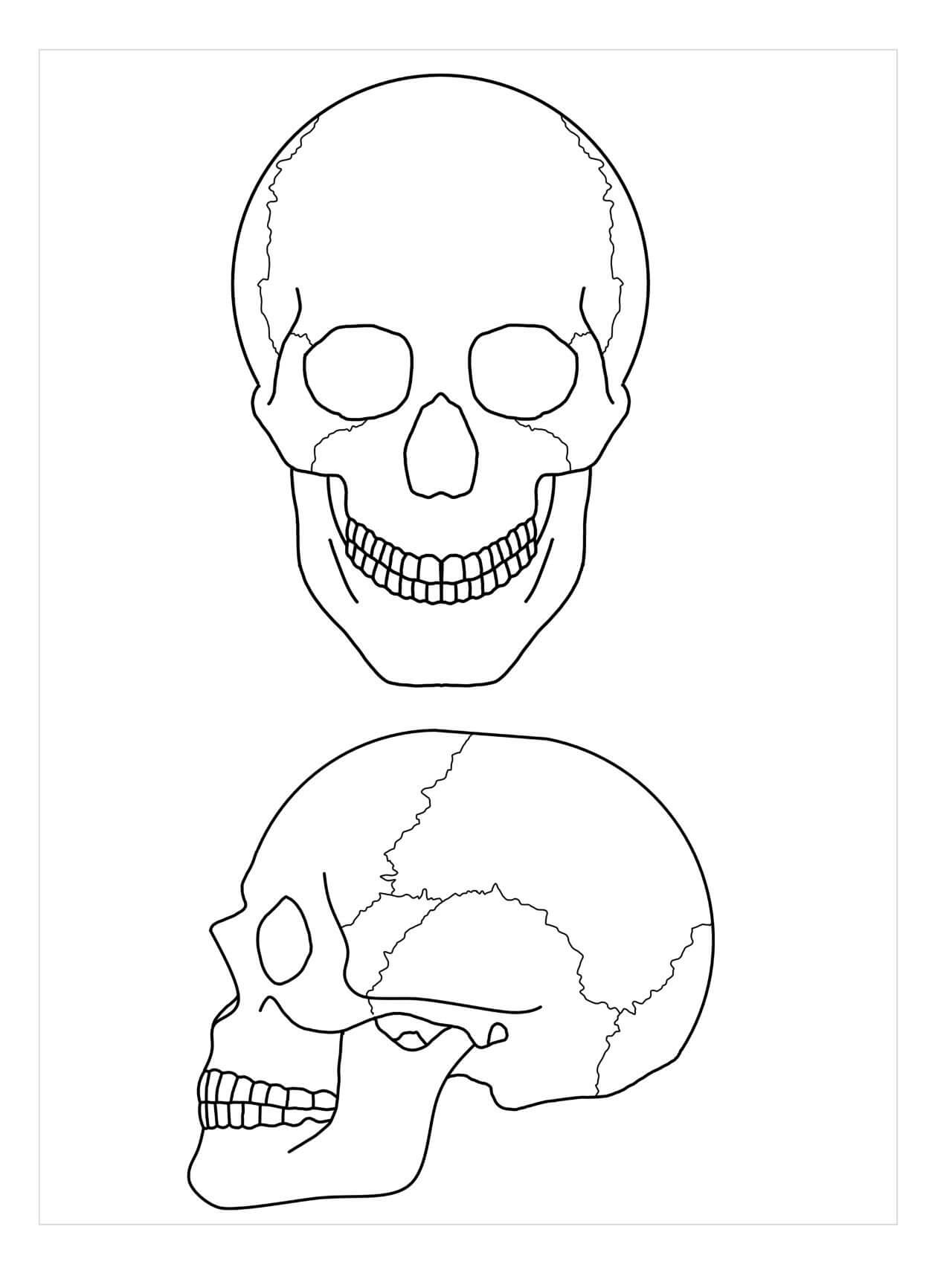Anatomia de dois Crânios para colorir