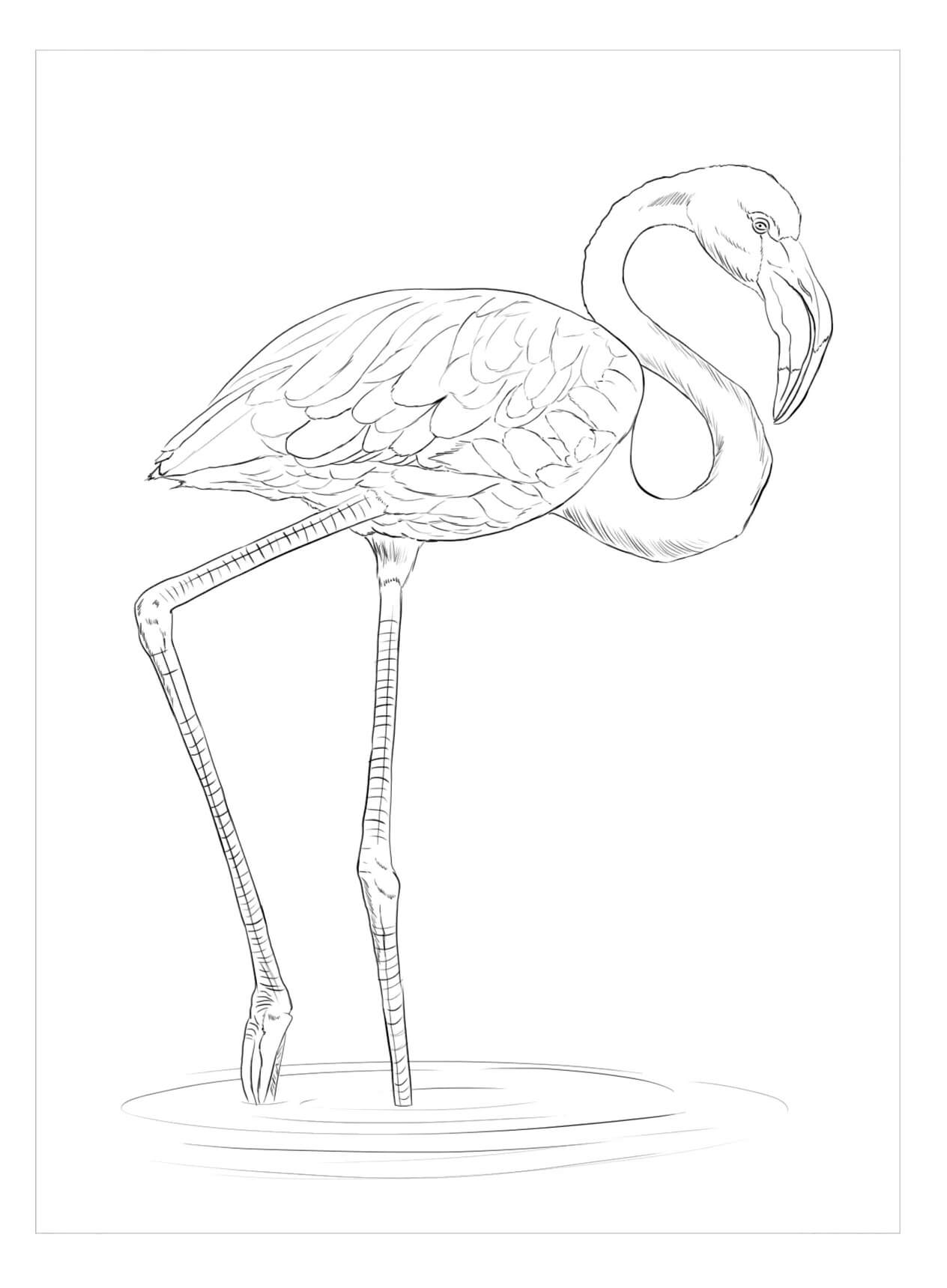 Desenhos de Bom Flamingo para colorir
