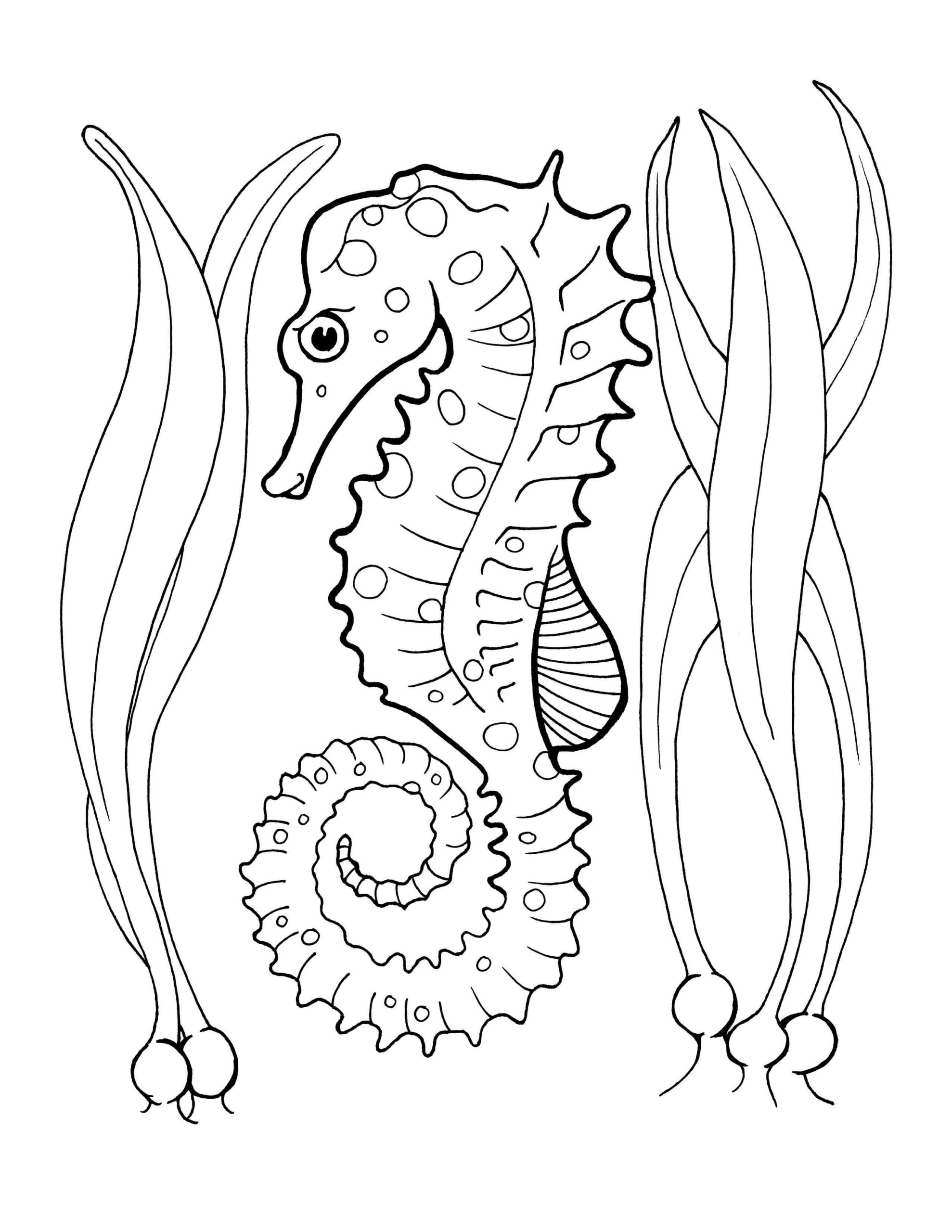 Desenhos de Cavalo Marinho com Corais para colorir
