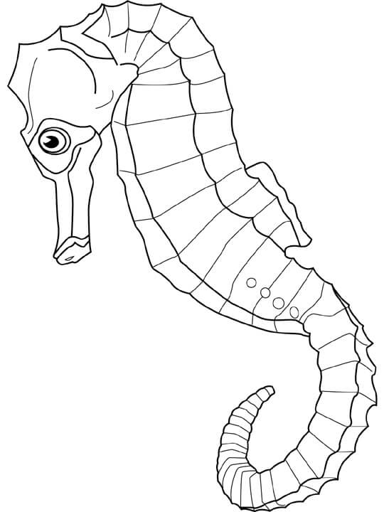 Desenhos de Cavalo-marinho Grátis para colorir