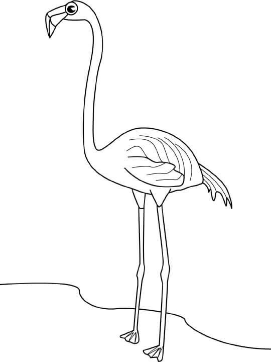 Desenhos de Flamingo em Pé para colorir