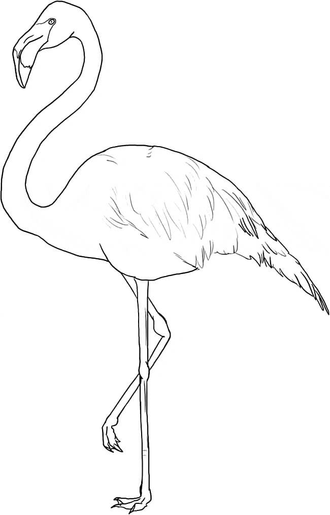 Flamingo Perfeito para colorir