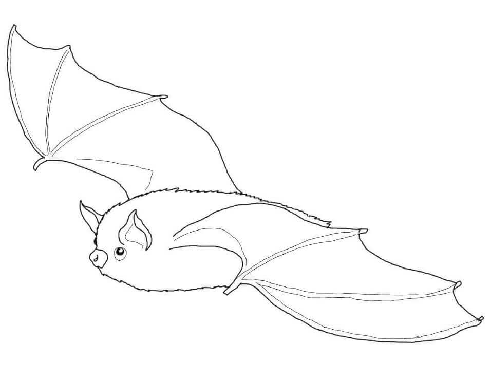 Morcego Castanho para colorir
