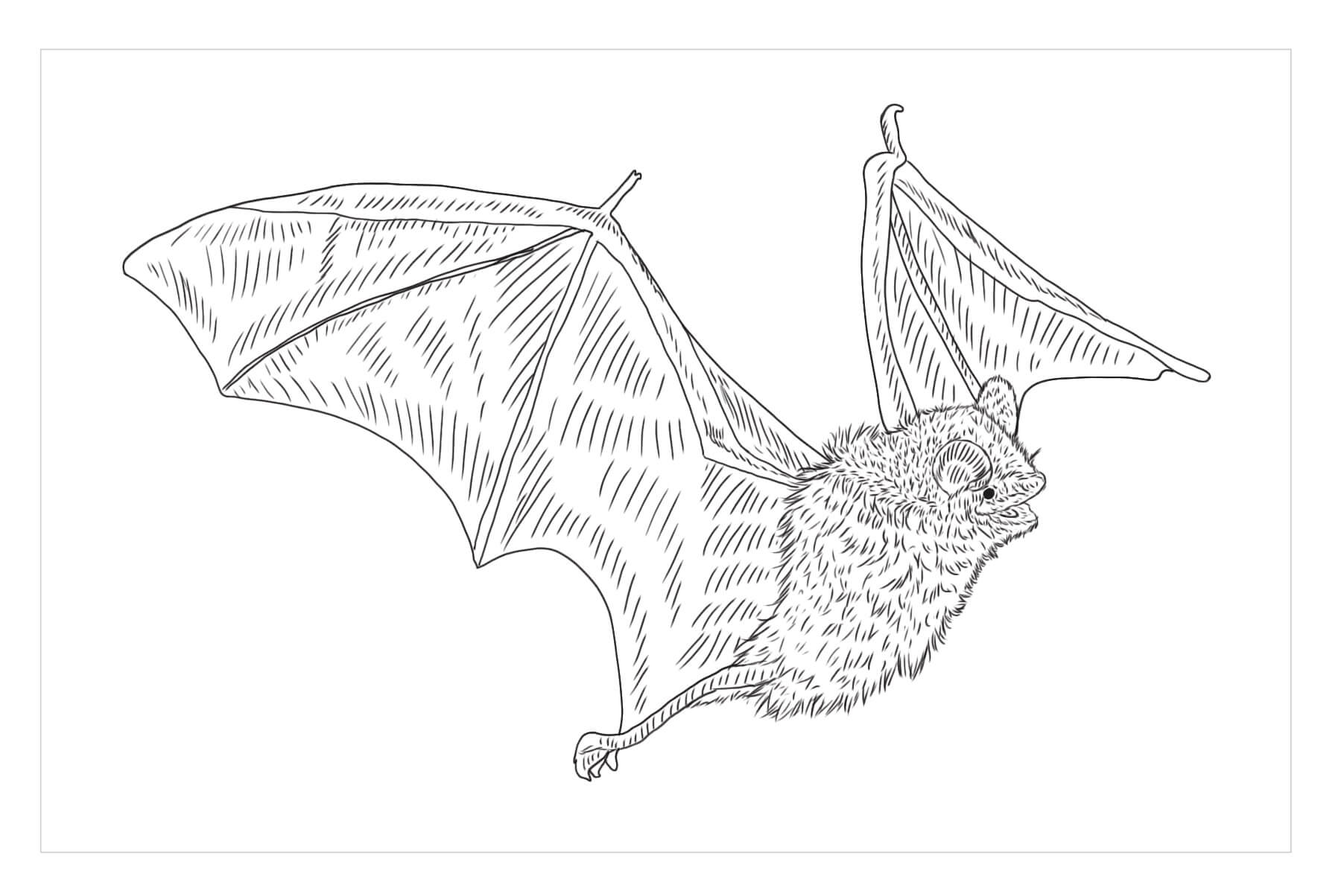 Desenhos de Morcego Tricolor para colorir