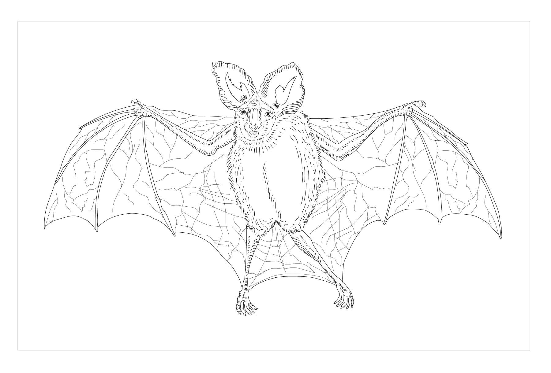 Desenhos de Morcego Vampiro Falso para colorir