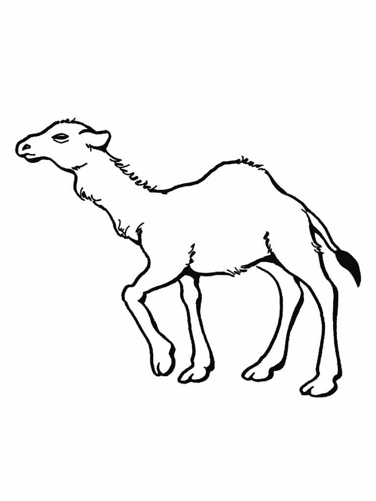 Desenhos de Camelo para Colorir