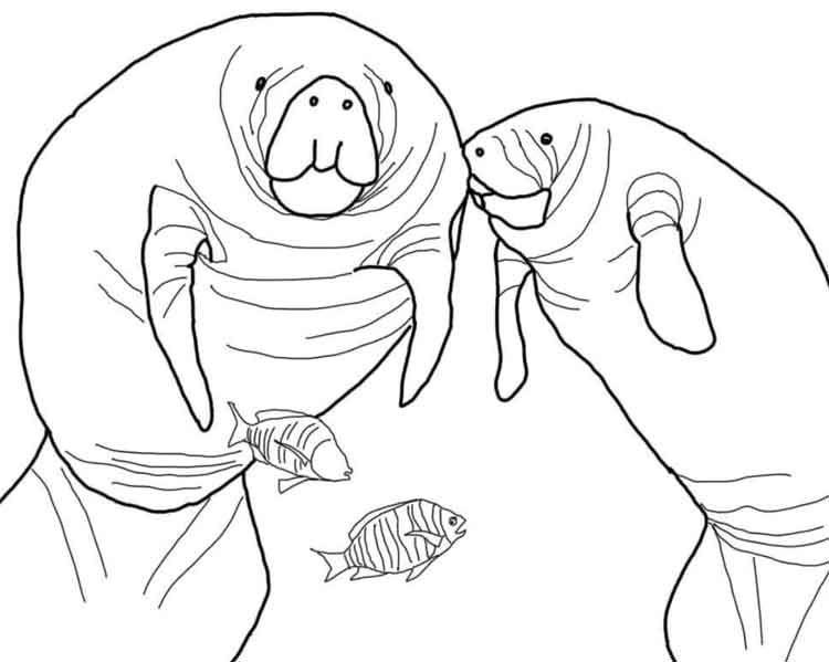 Desenhos de Duas Focas d'água e dois Peixes no Zoológico para colorir