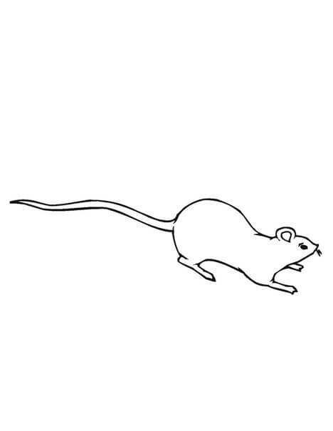 Desenhos de Rato Agradável para colorir
