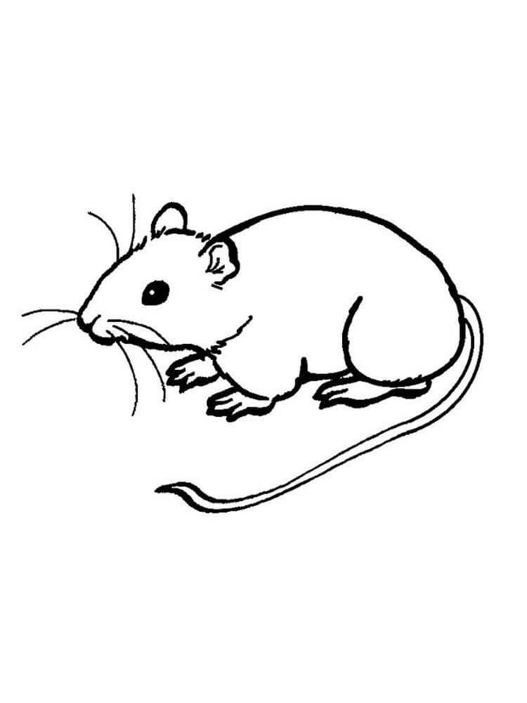 Desenhos de Rato Básico para colorir