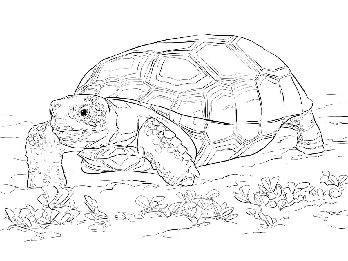 Desenhos de Tartaruga do Zoológico para colorir
