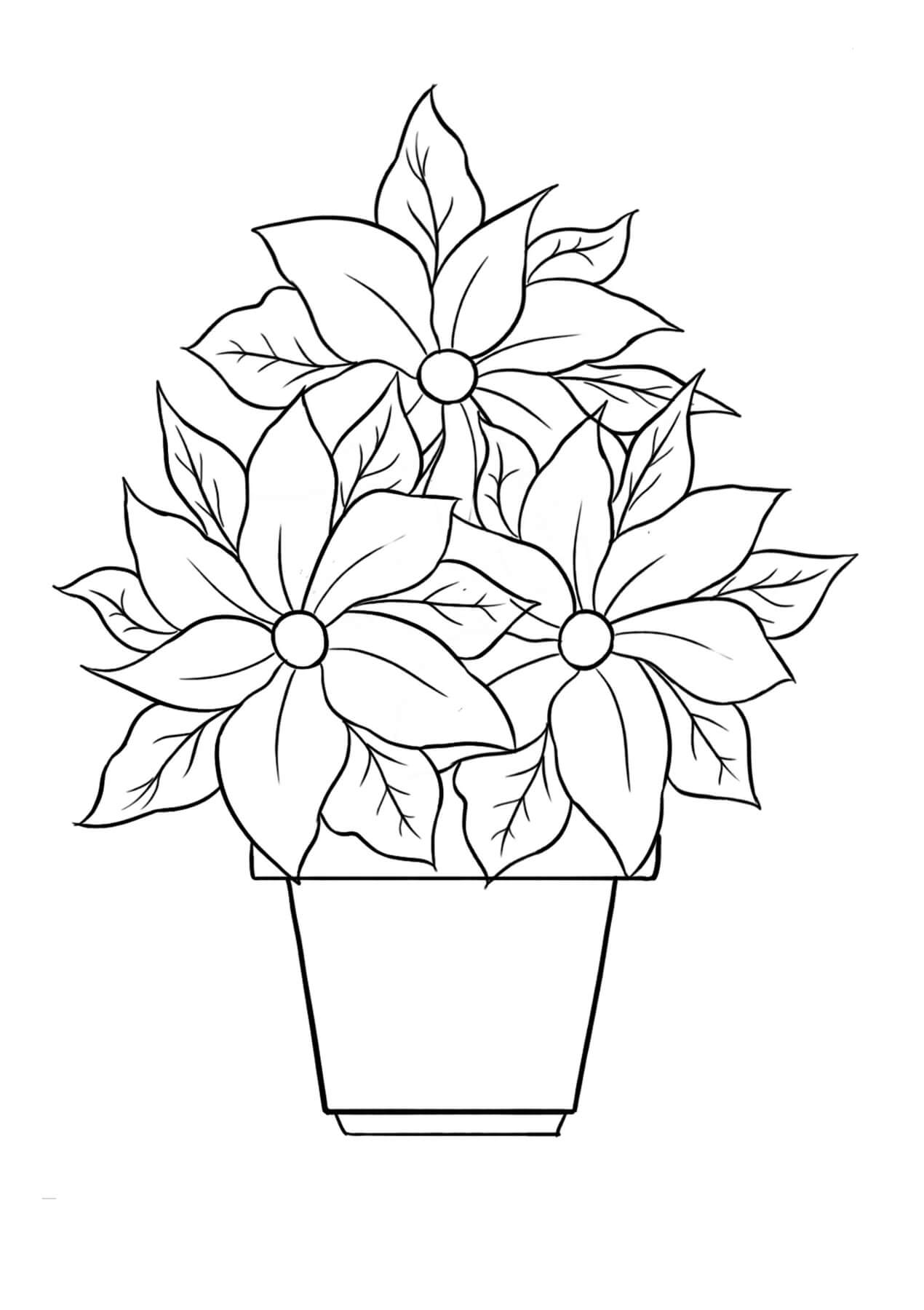 Poinsétia em um Vaso para colorir