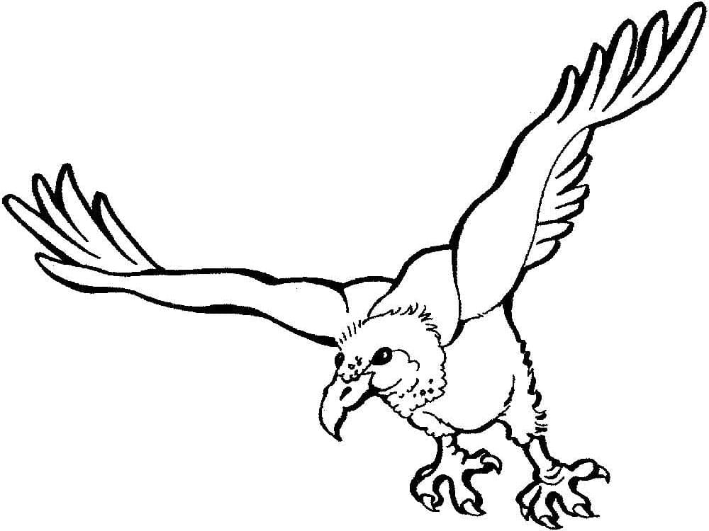 Desenhos de Abutres JPG para colorir