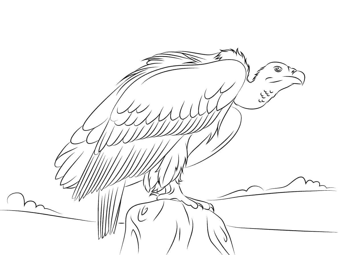 Desenhos de Abutres Pássaros Imagem para colorir