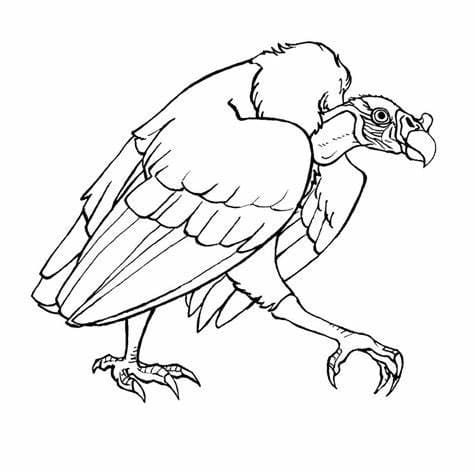 Desenhos de Contorno de abutre para colorir