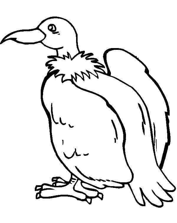 Contorno de imagem de abutre para colorir