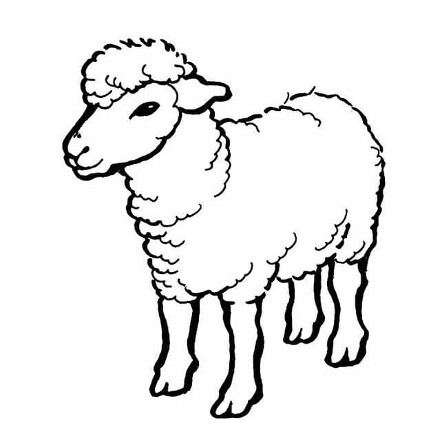 Contorno de ovelha para colorir