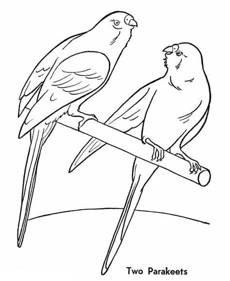 Desenhos de Dois periquitos para colorir