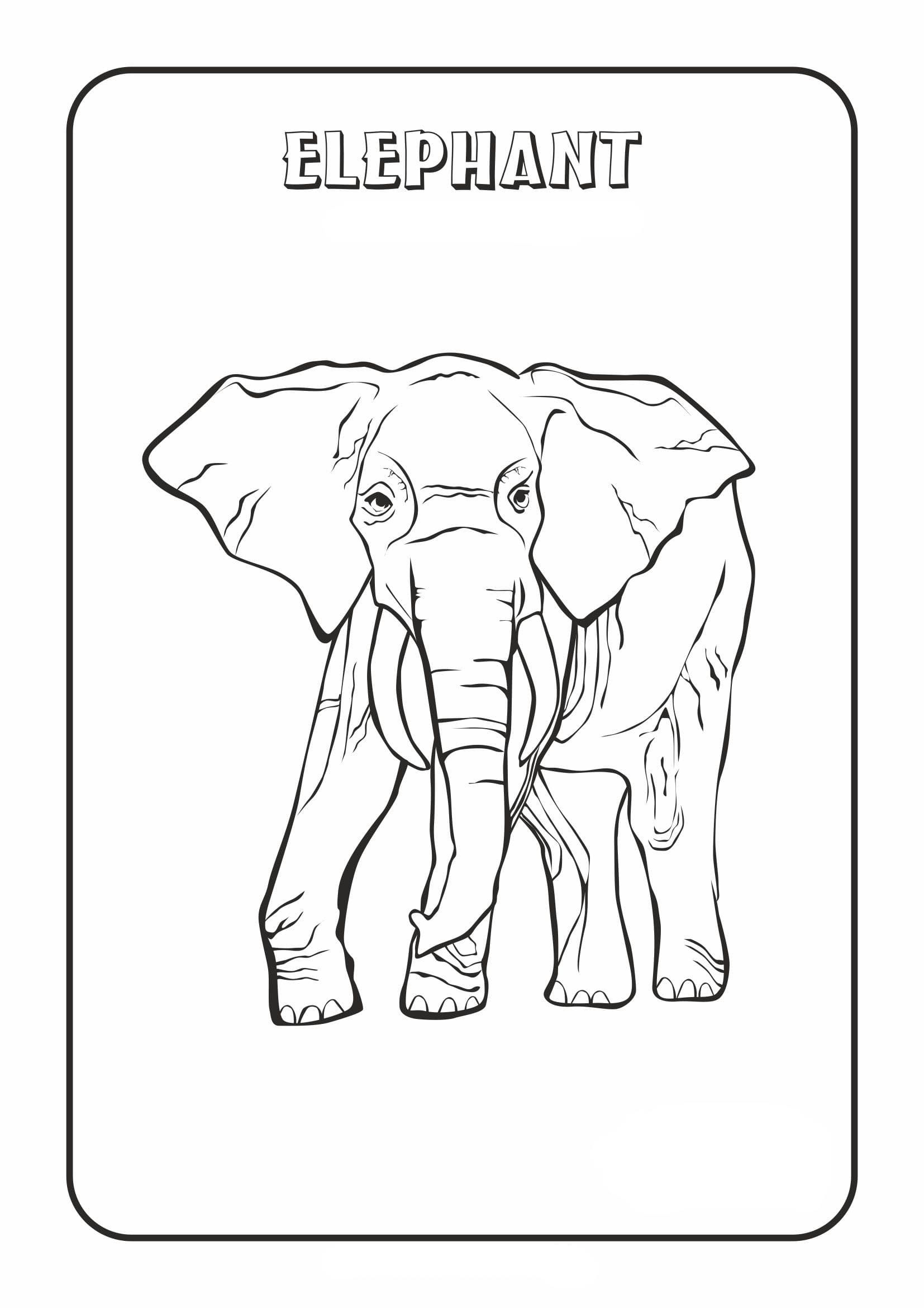 Desenhos de Elefante para colorir