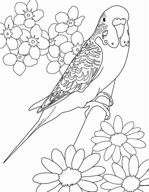 Desenhos de Flor de Periquito para colorir
