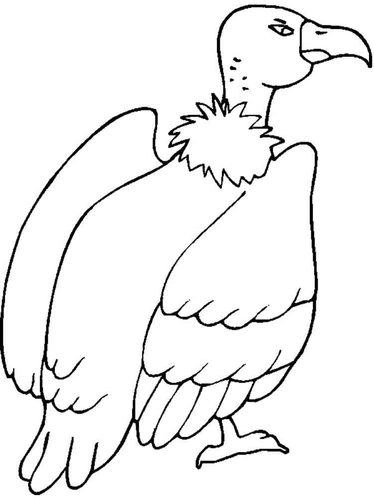 Imagem de abutre grátis para colorir