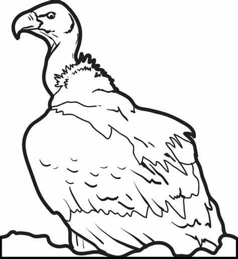 Imagem de abutre imprimível para colorir