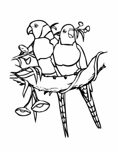 Desenhos de Imagem de dois periquitos para colorir