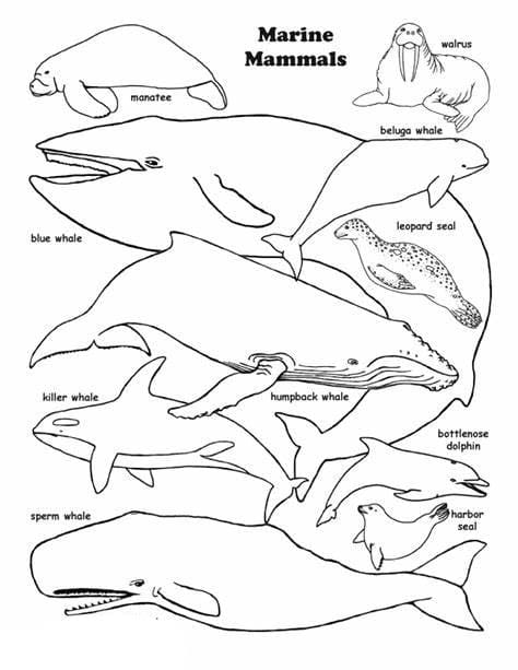 Desenhos de Imagem de mamífero grátis para colorir
