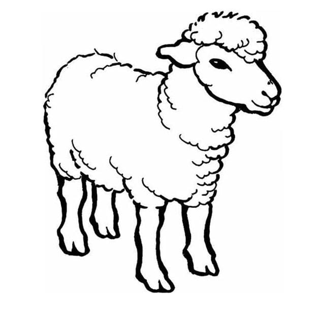 Imagem de ovelha para colorir