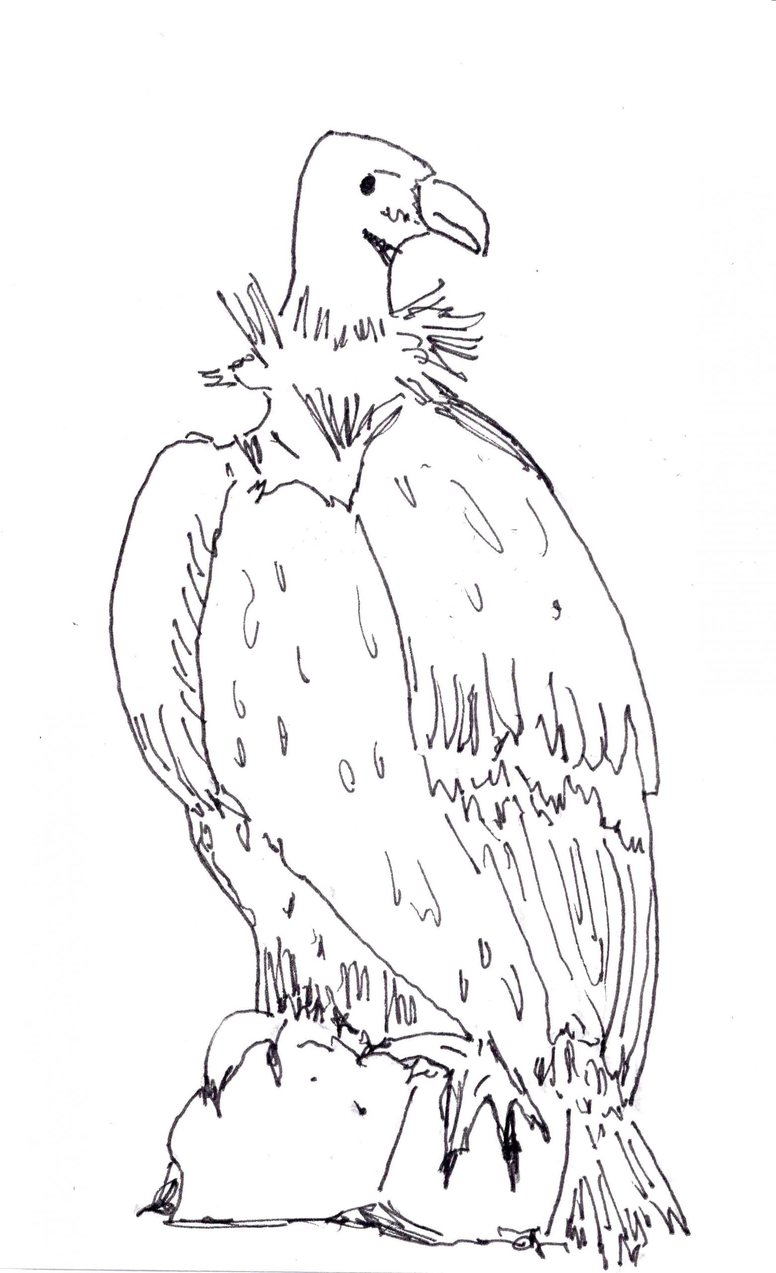 Imprimir imagem de abutre grátis para colorir